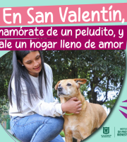 Humana acariciando a perro en parque 